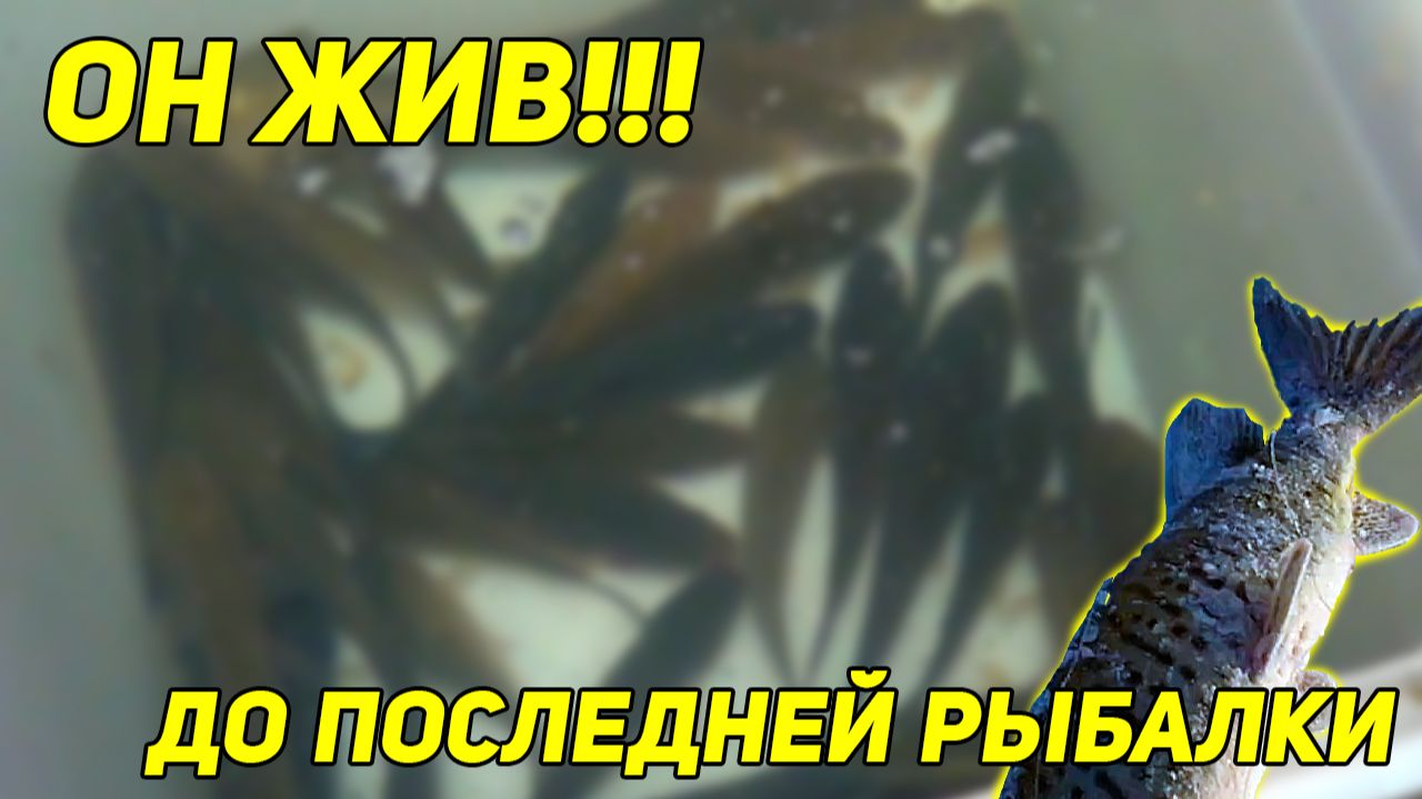 Главная уловка таёжного рыбака: живец живой до последней рыбалки! Лёд 150 см, как мы его бурим