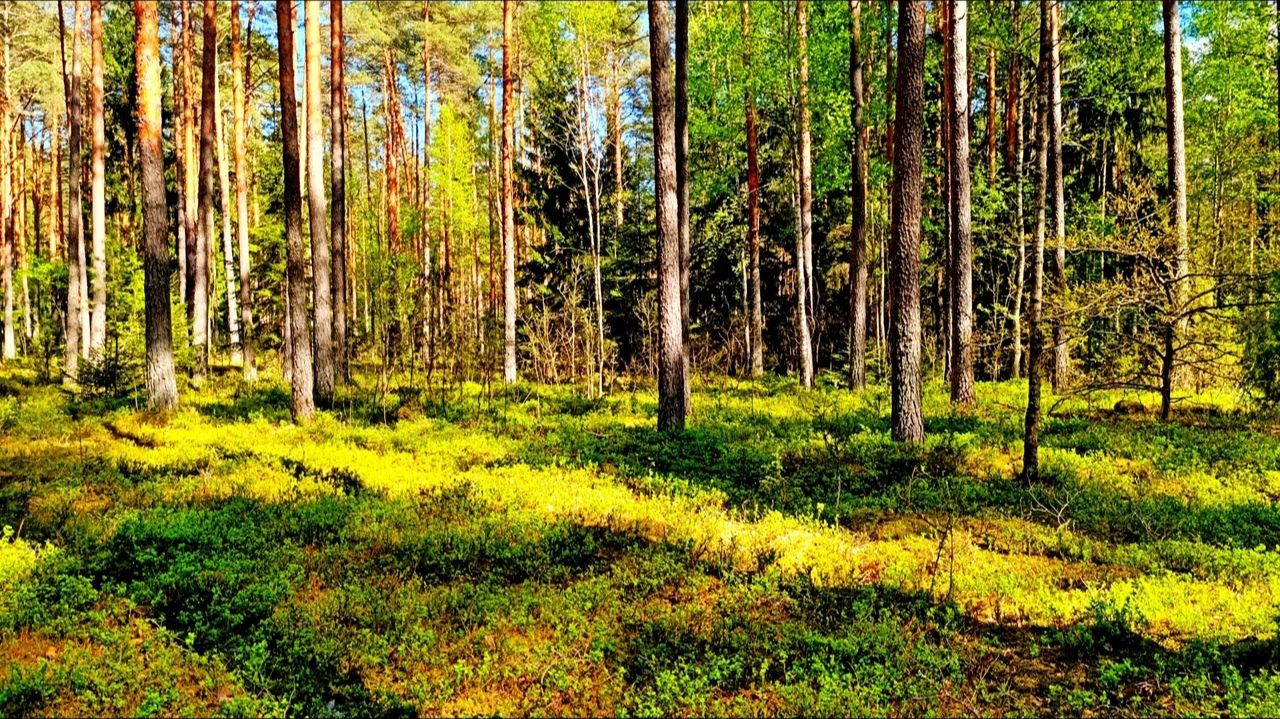 Целительные звуки природы🌿Внутреннее спокойствие и умиротворение🌿Пение птиц🌿Лесная атмосфера