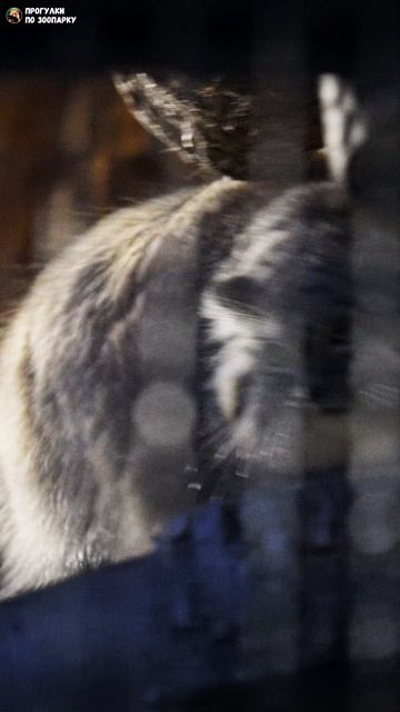 Манул Шу в свете фонарей. Ленинградский зоопарк