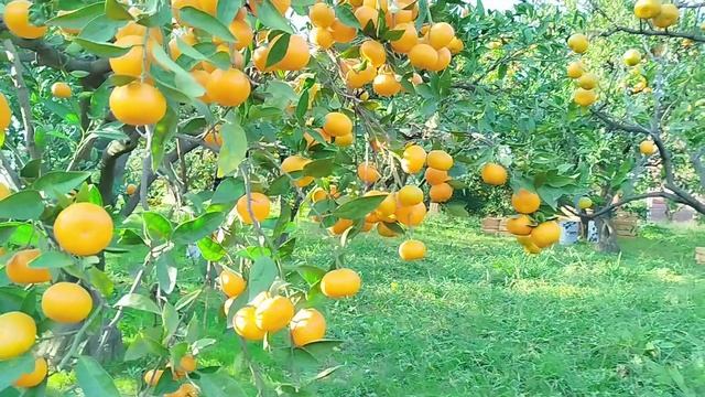 Сбор  мандариновом  в раю Абхазии