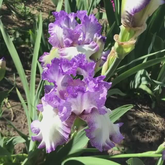 Ирис 'Girly Girl' (Гёрли Гёрл) (Schreiner, R. 2013)