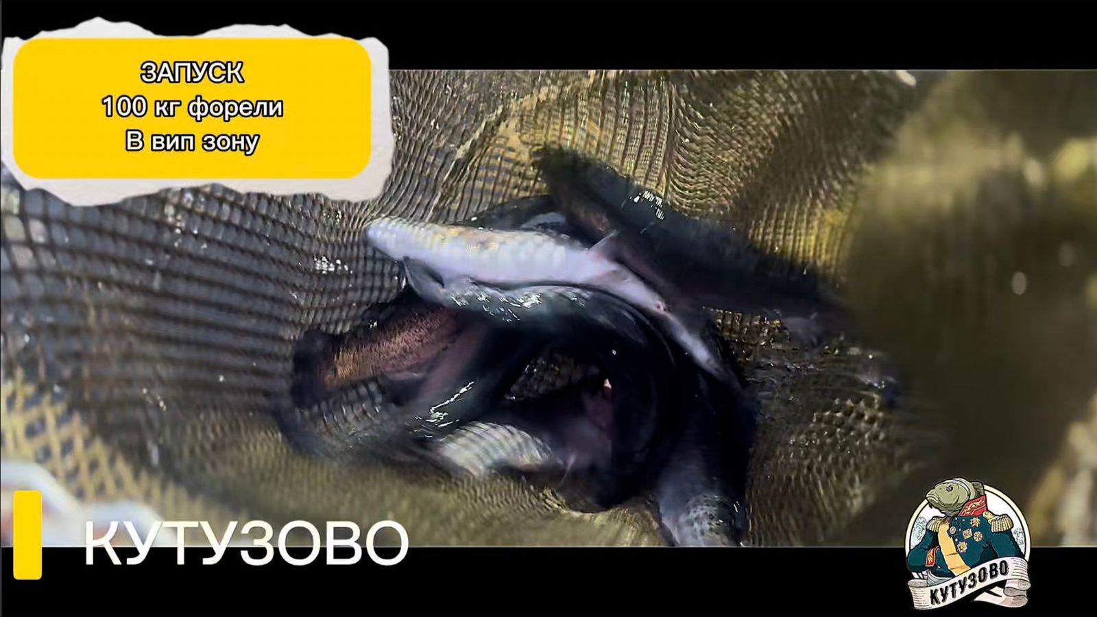 Запуск 100кг форели в вип зону