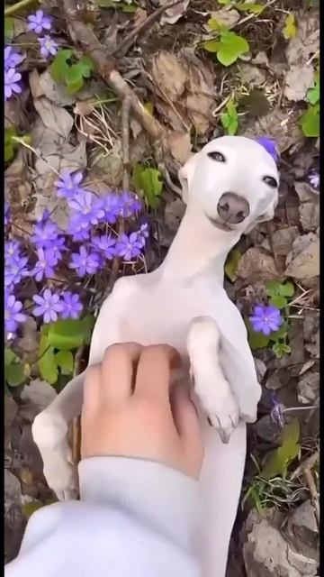 Улыбчивые мордашки