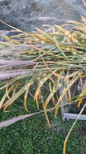 Трава-зебра