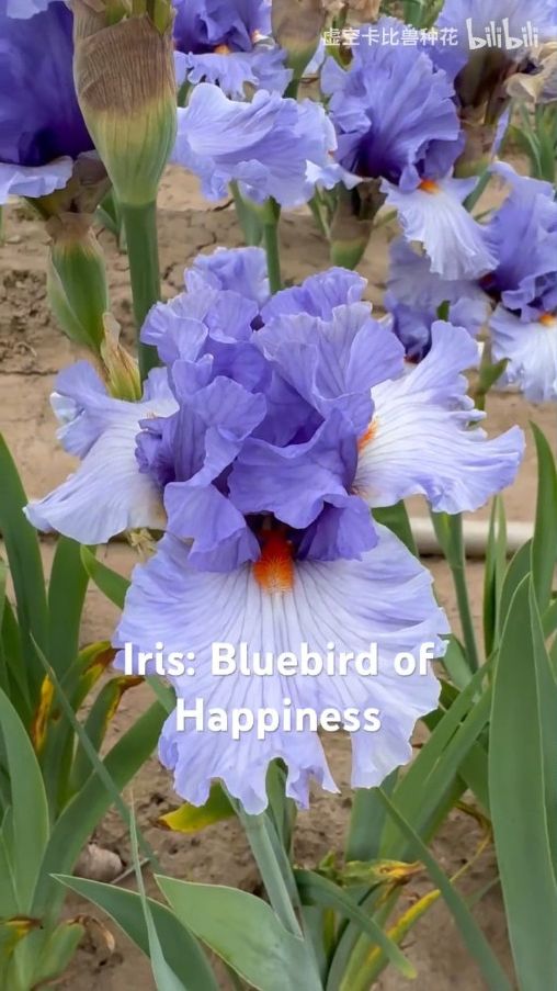 ирис 'Bluebird Of Happiness' (P. Black, 2012)