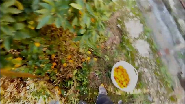 Хроника абхазских мандарин