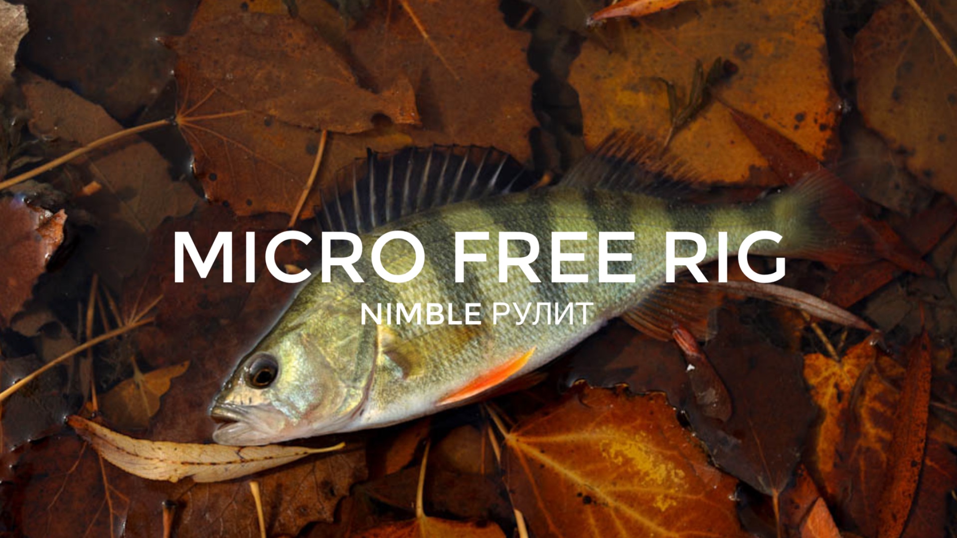Micro Free Rig на пресняке. Раки Nimble снова рулят!