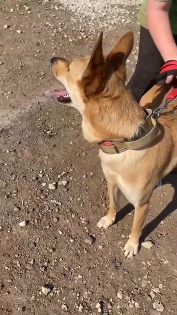 Предателей никто не любит