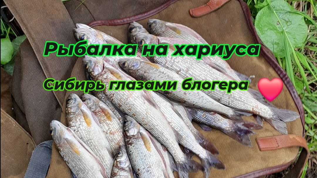 Пять дней в тайге. Находились, набродились, рыбки взяли маленько, возвращаемся в лагерь.