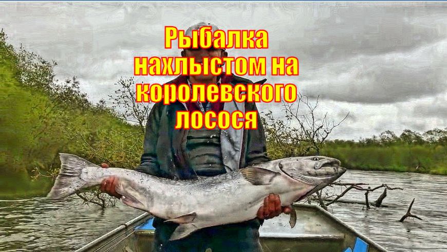 Полуостров Камчатка, Россия Рыбалка нахлыстом на королевского лосося