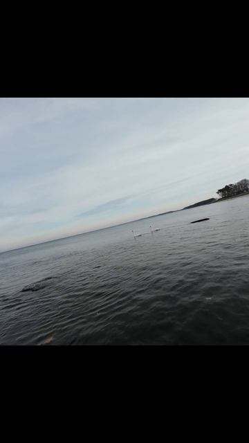 Swans🦢over💫the🌊sea:🛸Drone🦢caught a⏱️moment that💫won't🌊happen🦤again🌊