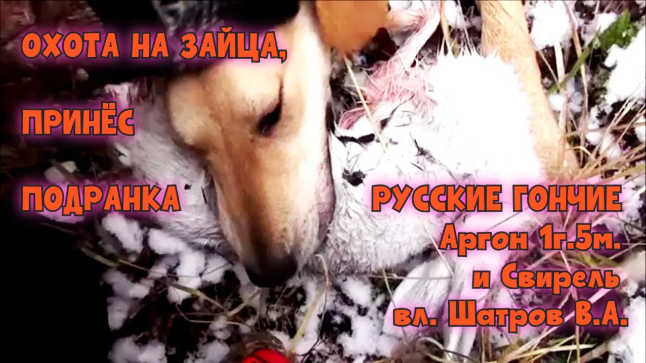 ОХОТА НА ЗАЙЦА, ПРИНЁС ПОДРАНКА, РУССКИЕ ГОНЧИЕ Аргон 1г.5м. и Свирель вл. Шатров В.А.#топ#hunting