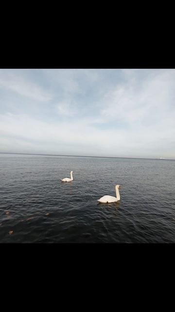 Swans🦢over💫the🌊sea:🛸Drone🦢caught a⏱️moment that💫won't🌊happen🦤again🌊 2