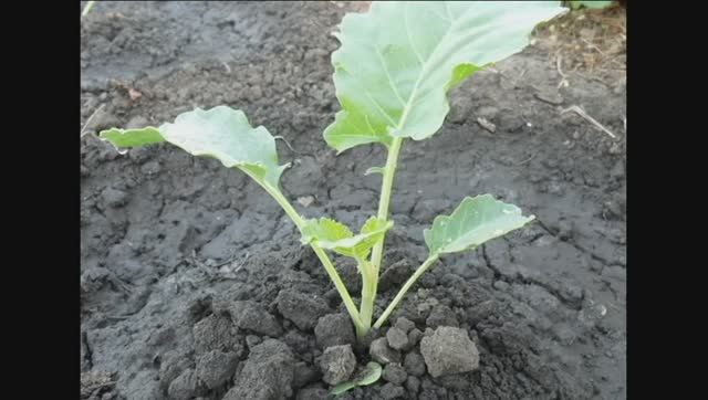 Выращивание рассады капусты в открытом грунте