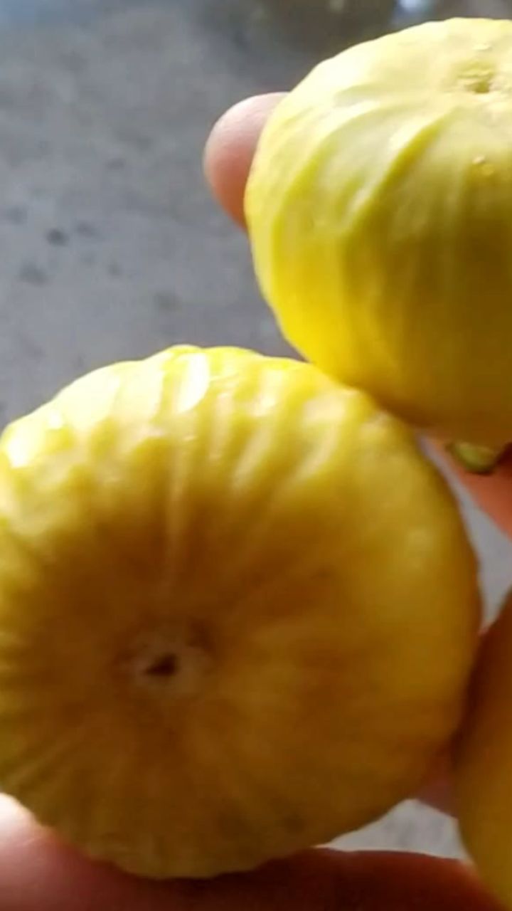 Инжир Кадота от Small Gardens