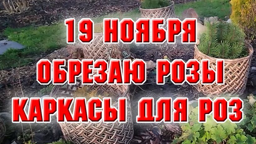 19 ноября. Обрезала розы, установила укрытия