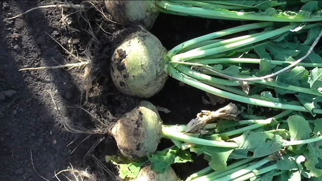 Брюква сорт СВЕТЛАЯ МЕЧТА