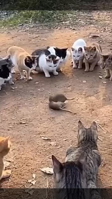 Бойцовский клуб