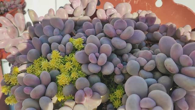 Суккуленты, уличный обзор, часть 2