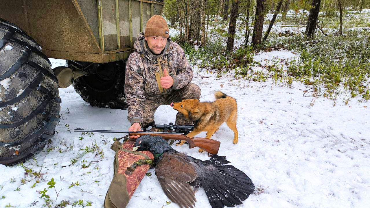 ОХОТА НА ГЛУХАРЯ С СОБАКОЙ / КАРЕЛКА НЕ ЧИСТОКРОВНАЯ / ОЧЕНЬ ДОЛГО ПРИШЛОСЬ ПОДХОДИТЬ К СТАРОЙ ПТИЦЕ