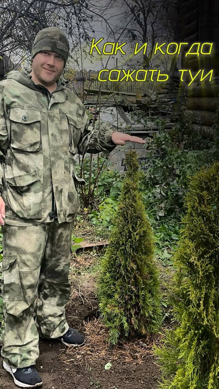 Как посадить туи осенью. Сажаем правильно хвойные