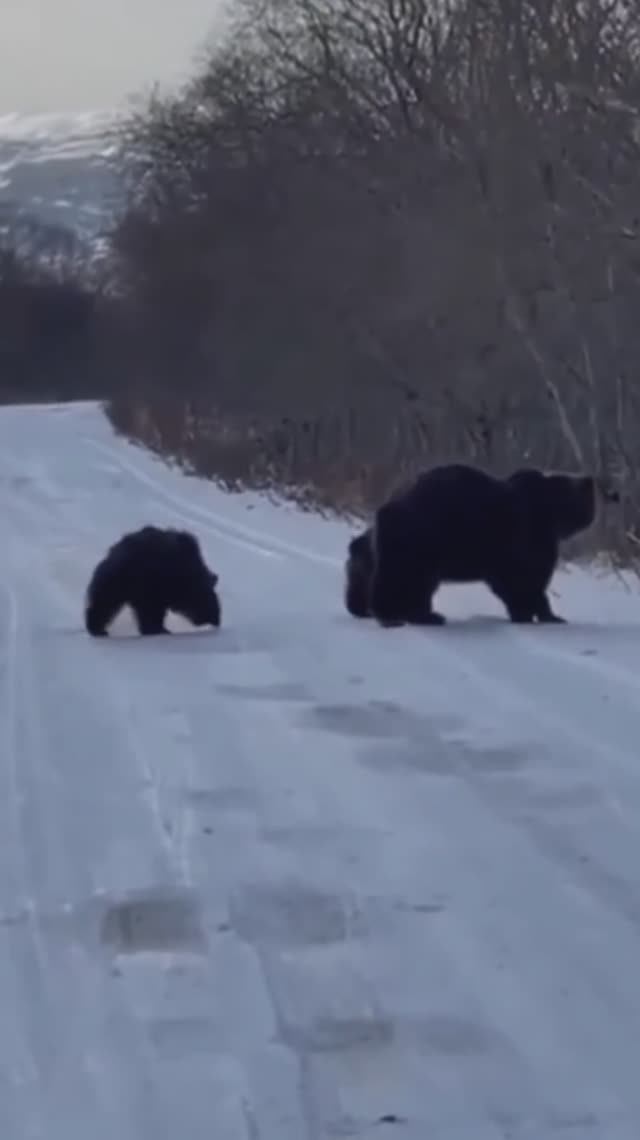 Медведица с медвежатами украла улов у рыбаков