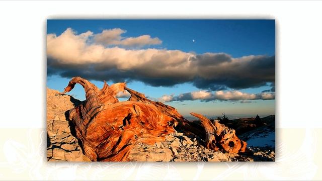 CJ Mind - And I`m Feeling Young Again (cut version)