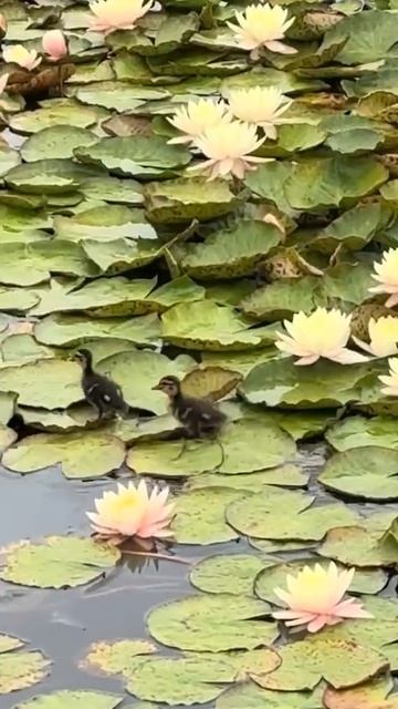 Посмотрите, чтобы успокоить нервы, это сейчас важно