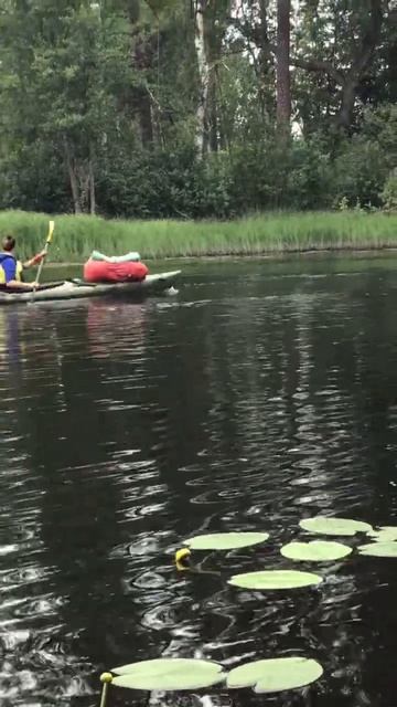 Ленобласть. Хвойное. 14.07.2024. Река Вуокса. Турпоход на байдарках