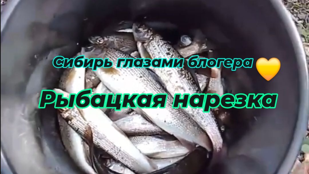 Осенний хариус по мелким рекам.