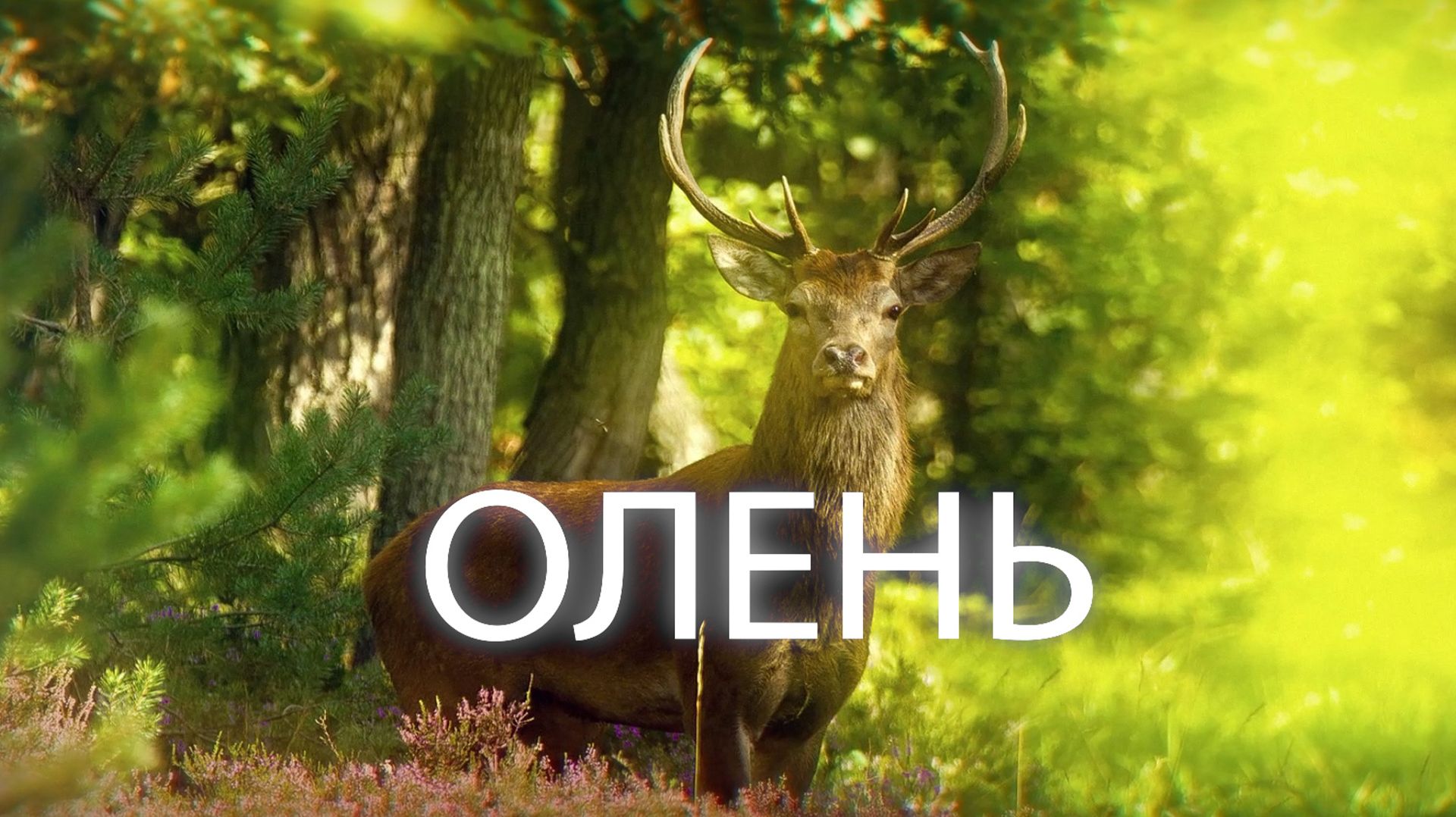 Олень(зарисовки)