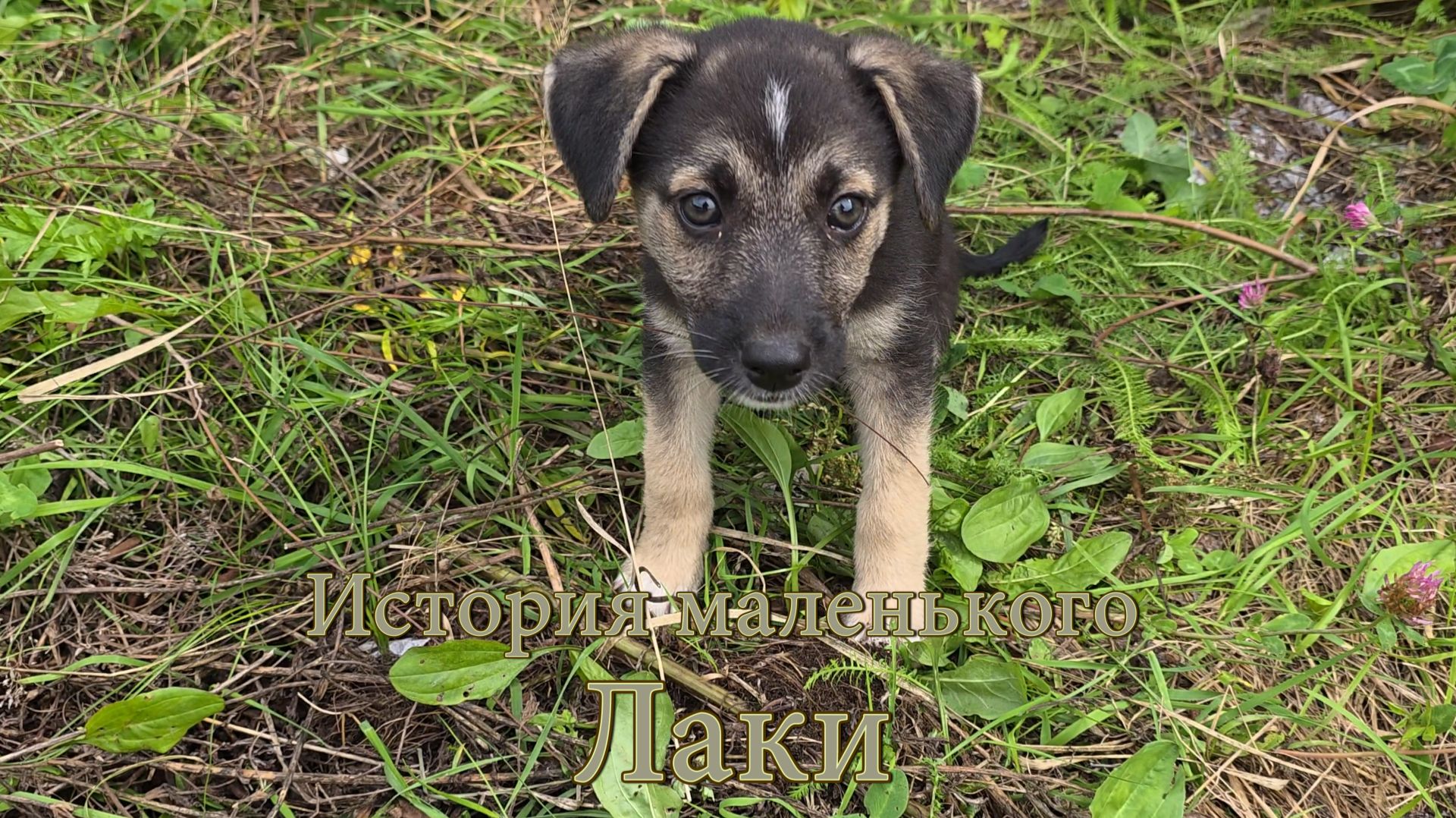 История маленького Лаки