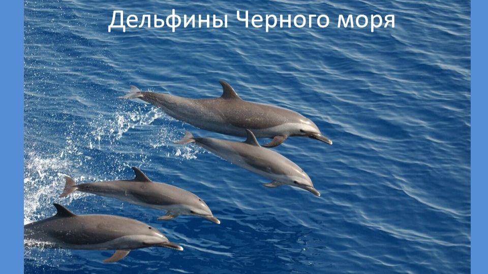 ОБИТАТЕЛИ ЧЁРНОГО МОРЯ: Дельфины Чёрного моря: трижды особенные