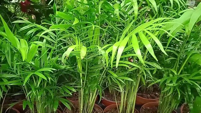 Как ухаживать за пальмой Хамедорея элегантным комнатным растением