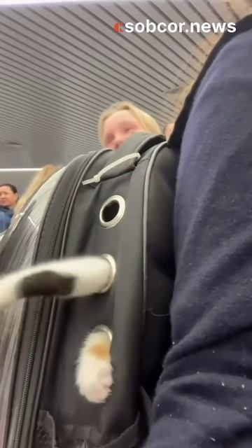 Авиакомпания показала, как перевозят особо буйных пассажиров #прикол #юмор