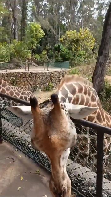 Африканские Жирафы в Момбаса Кения Бамбури