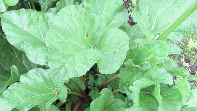 Как вырастить ревень на даче,  чтобы черешки были крупными и соными