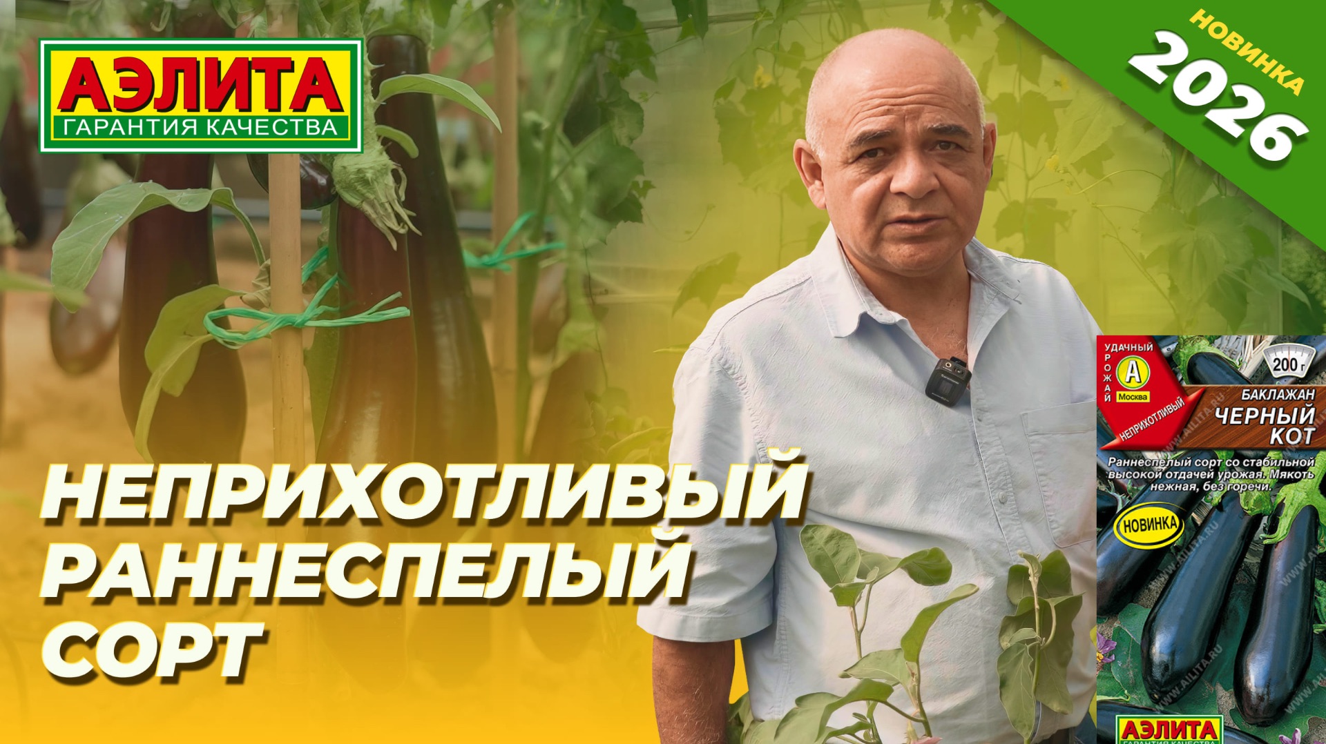 НЕПРИХОТЛИВЫЙ РАННЕСПЕЛЫЙ сорт баклажана ЧЕРНЫЙ КОТ. Новинка 2026!