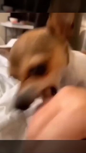 Ох уж эти собачки