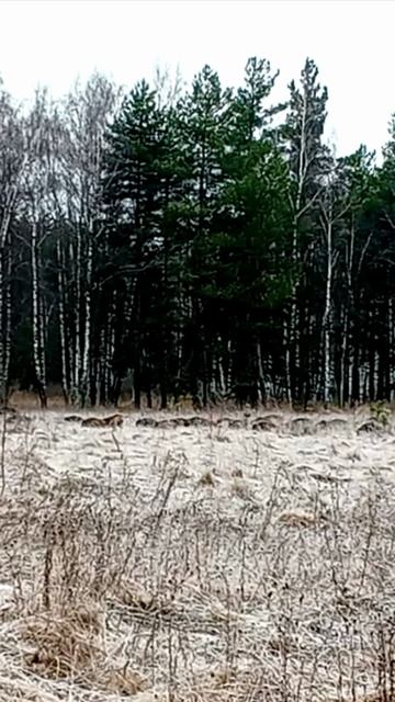 Сегодня 19 ноября 2025 года всего 300 метров от карьер Кирзавода посёлок Никологоры ш