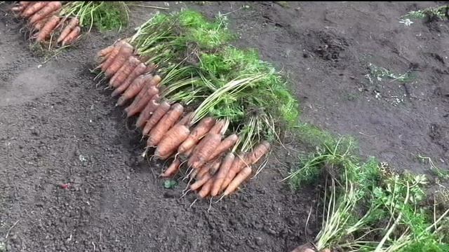 Хранение морковки