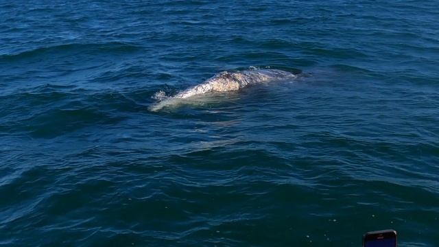 МЕКСИКА. Киты с Сергеем Лукьяновым