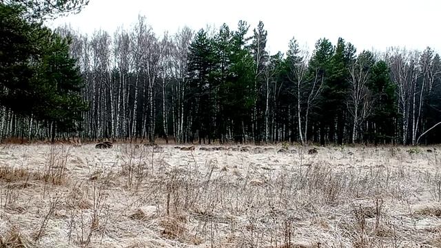 Сегодня 19 ноября 2025 года всего 300 метров от карьер Кирзавода посёлок Никологоры