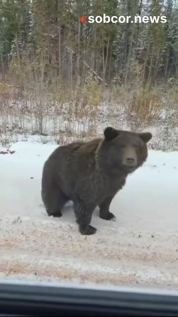 Вороны спать не дают #медведи #животные #юмор #россия