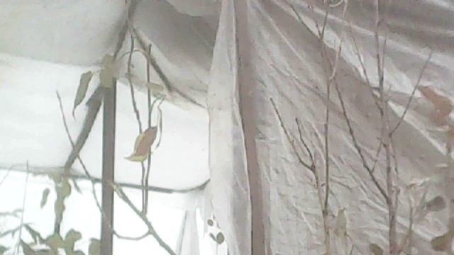 Исполняя заповедь Христа о почитании родителей, помогаю маме: вид снаружи теплицы