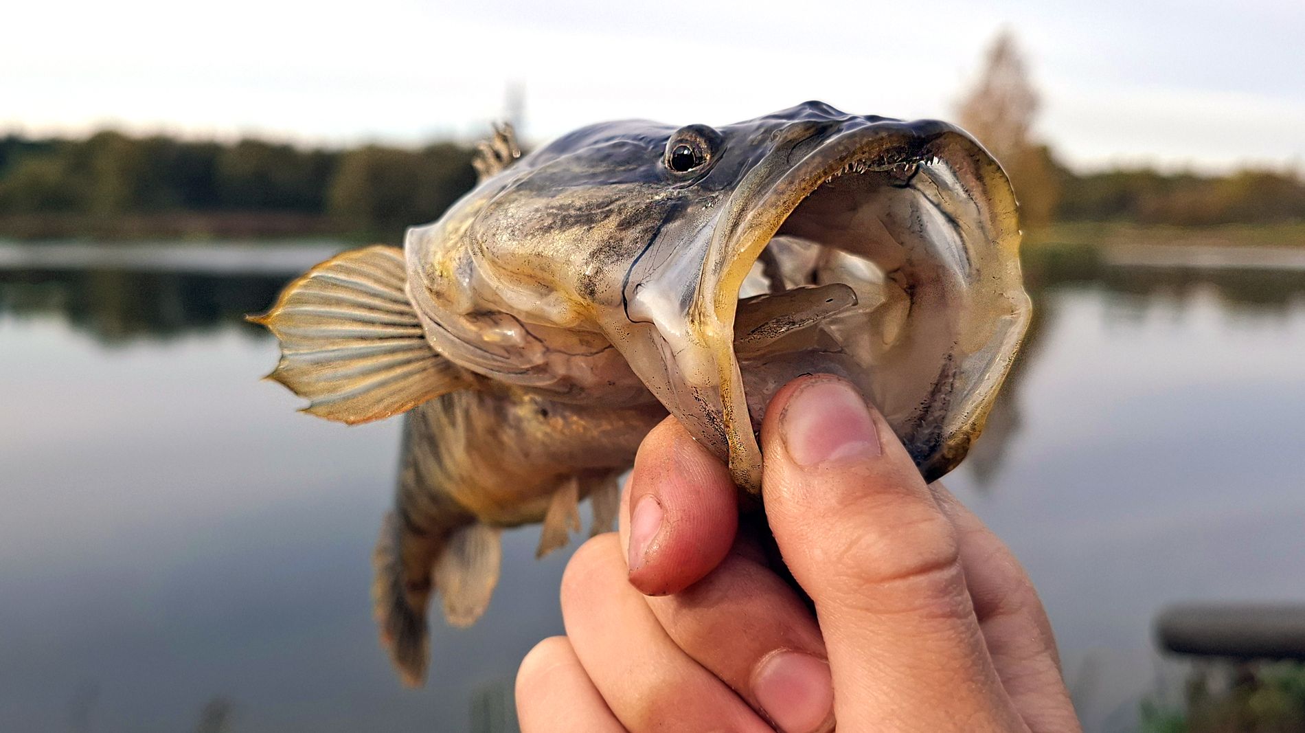 Крути медленно, подсекай резко! Ловля ротана на спиннинг. Рыбалка на самодельную мормышку.