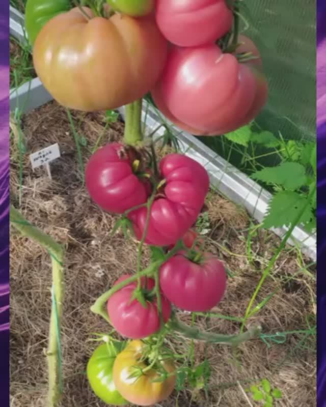 Томат Кантати 15. т. 89229284031