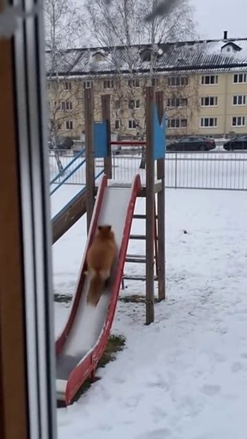 Им тоже нужны игры