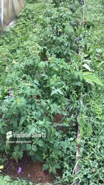 Ленобласть. Хвойное. 15.07.2024. Помидоры в открытом грунте, на даче