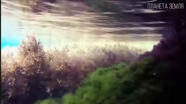 Гоу, на Азовское море!